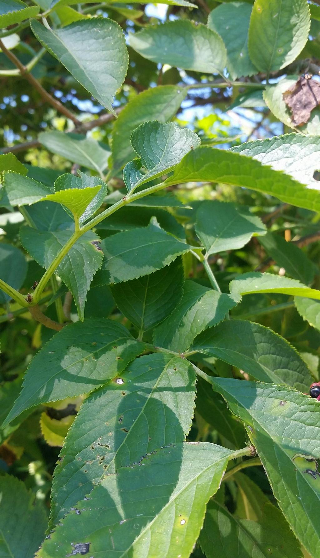 Sambucus nigra